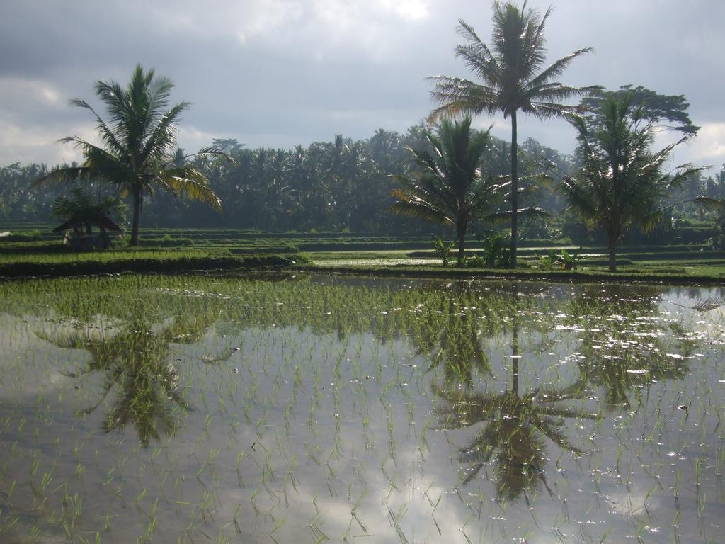 Puri Lotus Hotel Ubud Kültér fotó