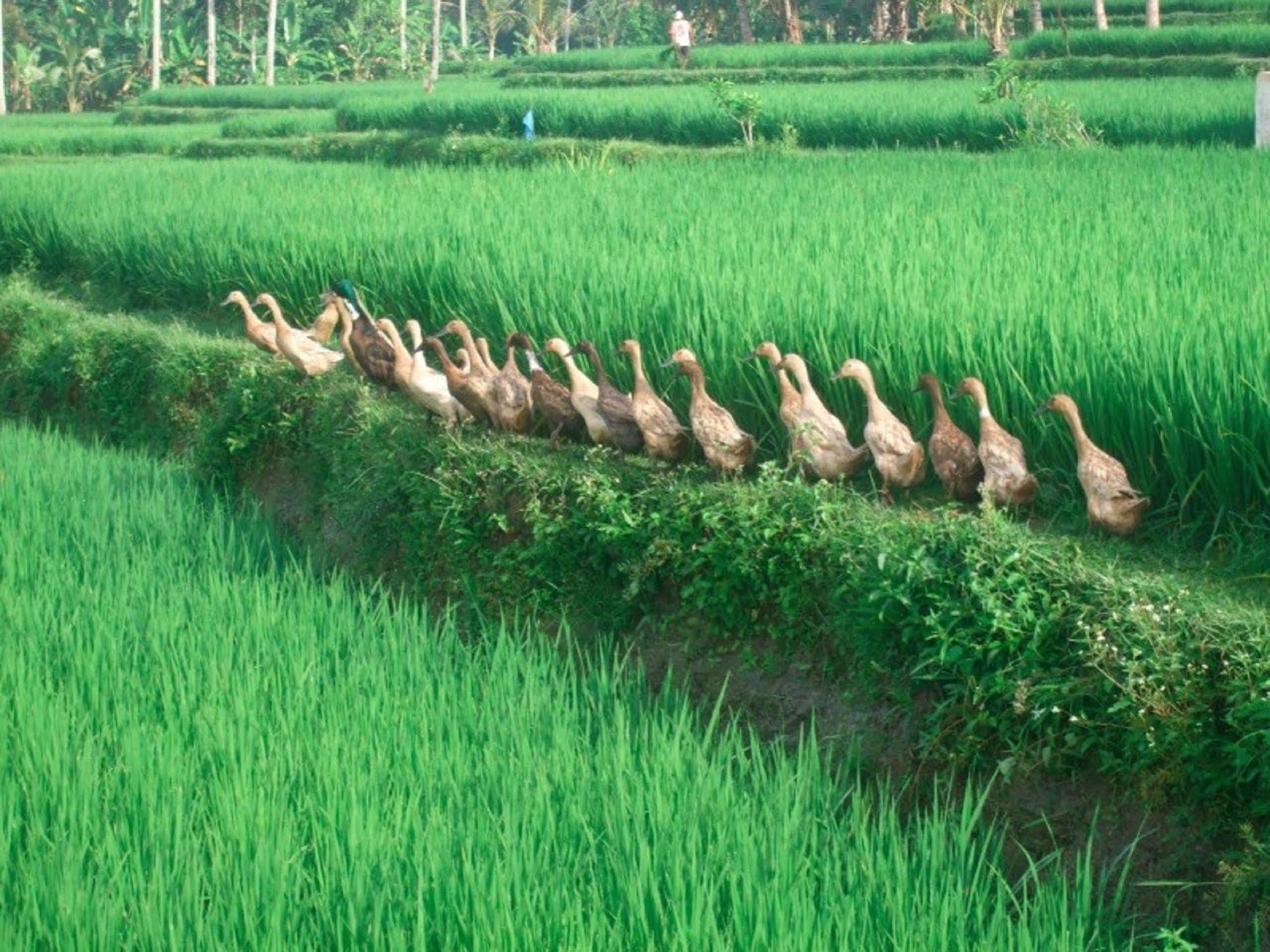 Puri Lotus Hotel Ubud Kültér fotó